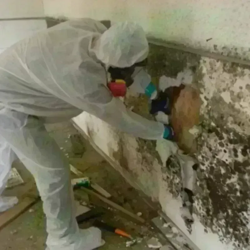 Mold Remediation and Removal in Coarsegold, CA